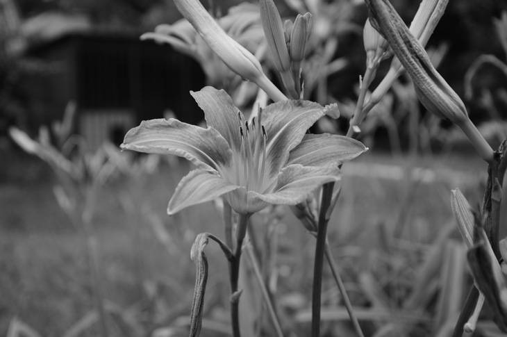 Image-normal