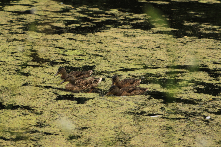 Image-normal