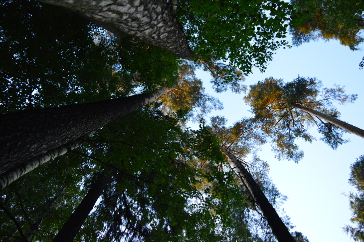 Image-normal