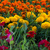 Image-square_50