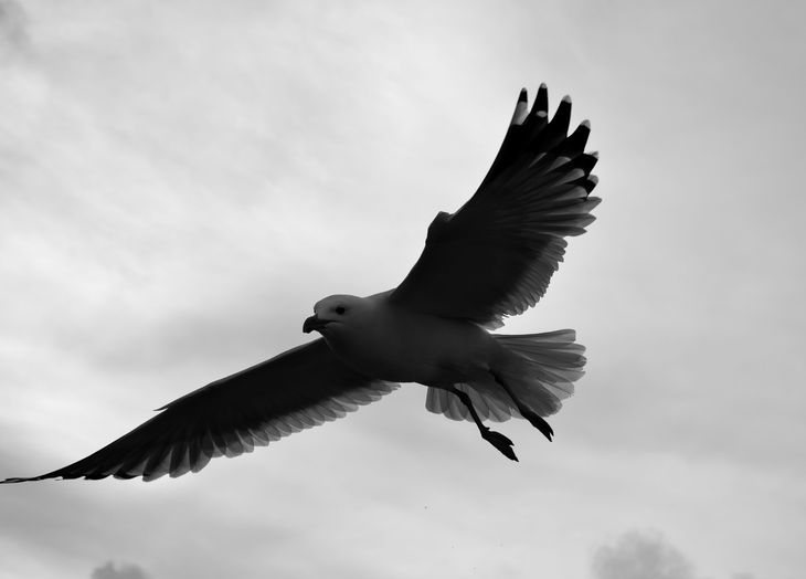 Image-normal