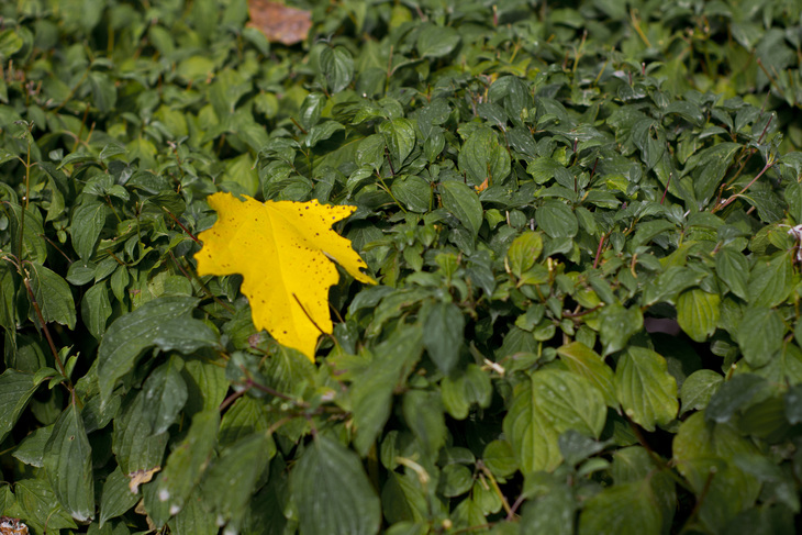 Image-normal