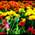 Image-square_50