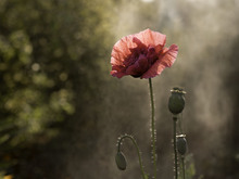 Image-rectangle_220_165