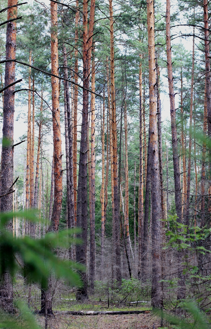 Image-normal