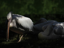 Image-rectangle_220_165