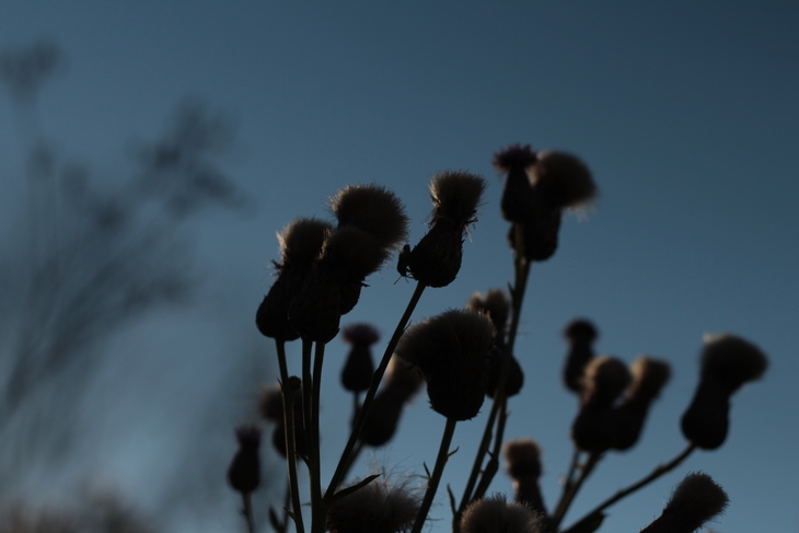 Image-normal