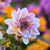 Image-square_50