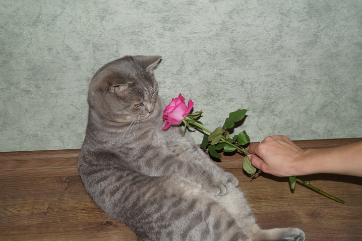 Image-normal