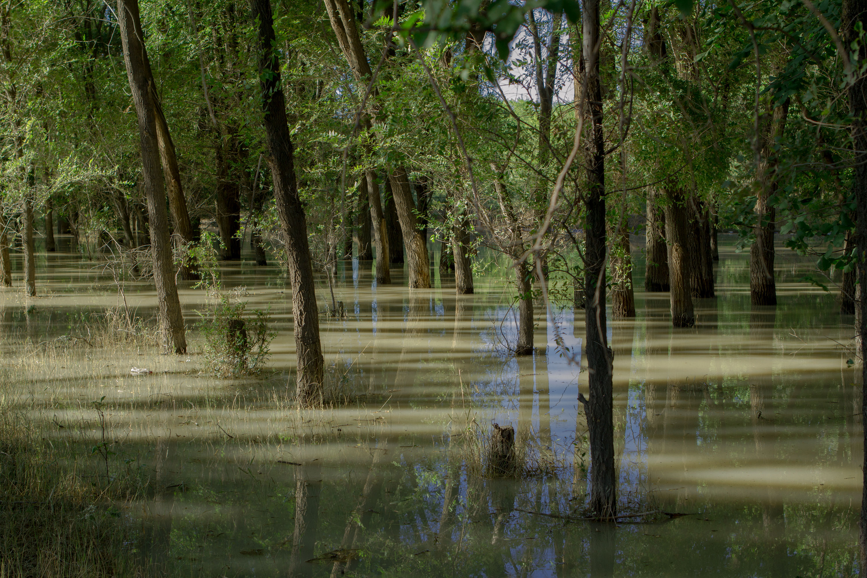 Лес затопленный водой. Затопленный лес. Затопленный лес в России. Наводнение в лесу. Наводнение лесов.