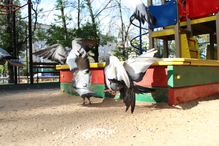 Image-normal