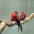 Image-square_50